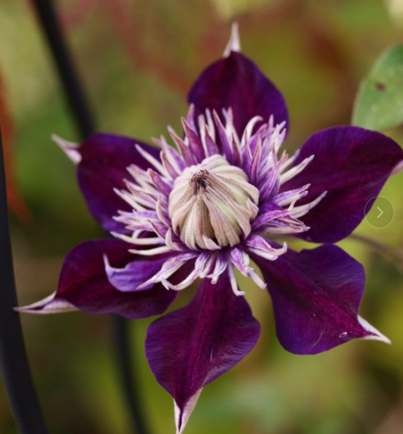 Клематис гибридный Шишимару